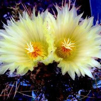 Красивая парочка :: Аркадий Басович Красивая парочка :: Аркадий Басович