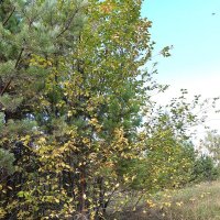 Вот и осень :: Галина Минчук Вот и осень :: Галина Минчук