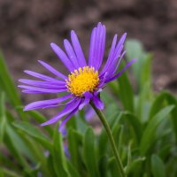 Астра ромашковая :: Светлана Ищенко