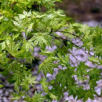 Клён японский :: Светлана Ищенко