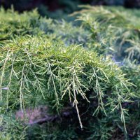 Можжевельник :: Светлана Ищенко