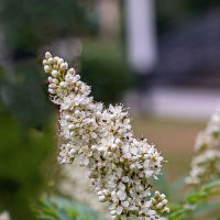 Рябинник рябинолистный :: Светлана Ищенко