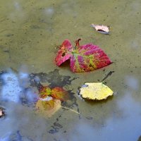 *** :: Владимир 