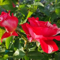 Завтра обещают мороз :: Валентина Богатко 