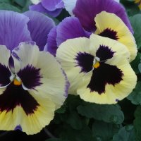 фиалки-анютины глазки :: СЕРГЕЙ ФИЛОЧКИН