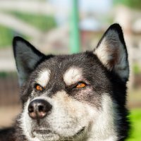 Хаски :: Alex Bush