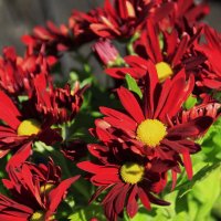 Сочный сентябрь .. :: Татьян@ Ивановна Сочный сентябрь .. :: Татьян@ Ивановна