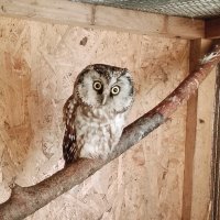 Североамериканский мохноногий сыч :: Станислав .. Североамериканский мохноногий сыч :: Станислав ..