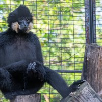 Новосибирский зоопарк имени Р.А. Шило :: Михаил Измайлов