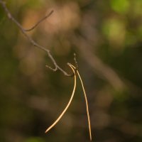 Осень... :: Андрей Пристяжнюк