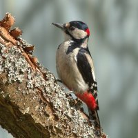 Доктора вызывали? :: Вячеслав Минаев