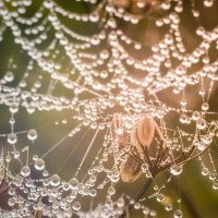 *** :: Татьяна Титова