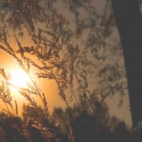 *** :: Елена Kазак (selena1965)