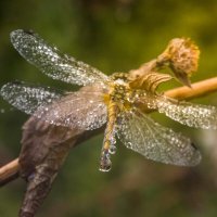 *** :: Татьяна Титова