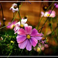 Осеннее :: Владимир Кроливец