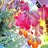 Осенние краски :: Наталья 