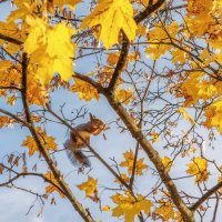 Осень :: Владимир Колесников