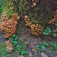 Сюрприз любимого пенька! :: veilins veilins