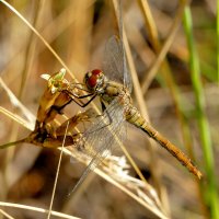 опять про стрекоз 12 :: Александр Прокудин опять про стрекоз 12 :: Александр Прокудин