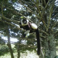 Лемур Вари, Мадагаскар. :: unix (Илья Утропов)