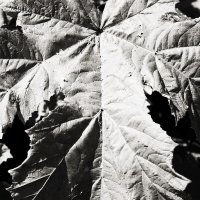 ... :: Денис Безногов