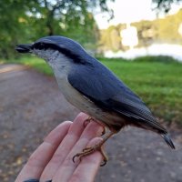 Поползень :: Сапсан 