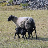 Кормящая мама-овечка. :: Alex 711402