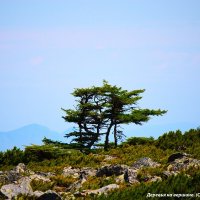 Деревья на вершине :: Александр Чашин