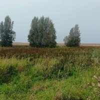 Туманный день :: Veera V