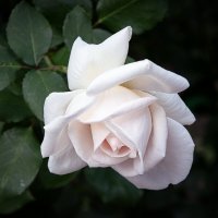 Роза «Аспирин Роуз». :: Aleksey Afonin