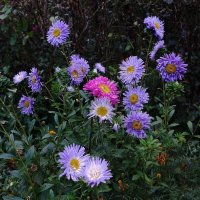 Астра :: Рита Симонова