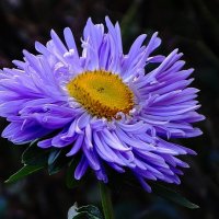 Астра :: Рита Симонова