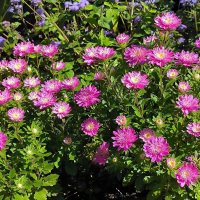 Осенние краски. :: Ольга Осенние краски. :: Ольга