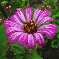 Красавица цинния :: Людмила Смородинская Красавица цинния :: Людмила Смородинская