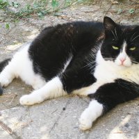 Балдеет :: Людмила Смородинская Балдеет :: Людмила Смородинская