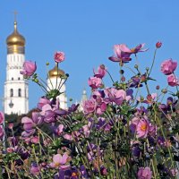 Анемоны в Зарядье :: Михаил Бибичков