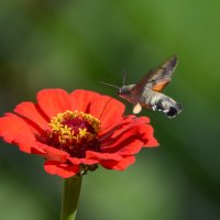 Бражник. :: Sergey (Apg)