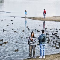 Кормление уток :: Валентина *