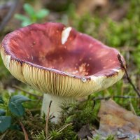 Сыроежка :: Игорь Сикорский