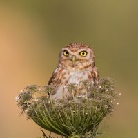 *** :: Евгений Фруман