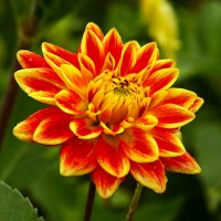 Доброе утро :: Юрий. Шмаков