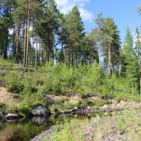 Летний, тёплый денёк... :: Галина Ильясова