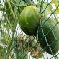 пленник... :: Андрей Катков