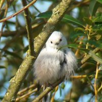 ополовник :: gawrilа - dan