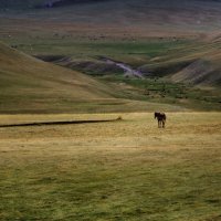 Гуляет сам по себе :: LudMila 
