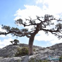 Природа Крыма :: Amazing Cosmea