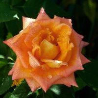 В лучах солнца,после  дождя :: Валентин Семчишин