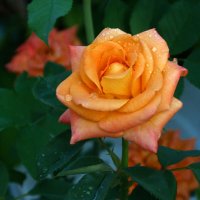 Оранжевая роза  Флорибунда :: Валентин Семчишин