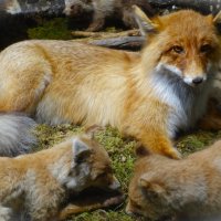 Таксидермия лисы с лисятами :: Aida10 Таксидермия лисы с лисятами :: Aida10