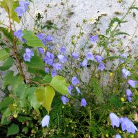 луговые :: Наталья 